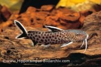 Synodontis-petricola-WILD-A85760-2-288x192.jpg