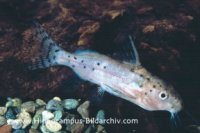 Synodontis-robbianus-A85960-288x192.jpg