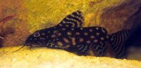 synodontis_angelicus_1-288x141.jpg