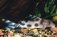 Synodontis-decorus-WILD-3-288x192.jpg