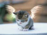 Cutie_Angel_Kitty_by_Turkish_Romeo_BoY.jpg