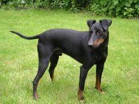 manchester_terrier (1).jpg