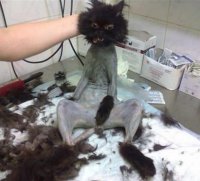 catt.JPG