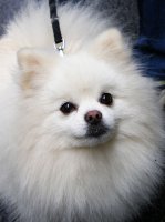 Pipin_Pomeranian.jpg