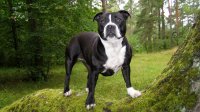 black-pitbull-dog-background-image-hd-wallpapers.jpg