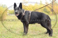 Black-German-Shepherd-breed-harness-luxurious-for-tracking-leather-big.jpg