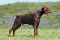 Doberman Pinscher Dog Breed.jpg