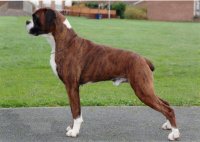 Boxer-Dog-Animal-HD-Wallpapper.jpg