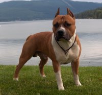 american-staffordshire-terrier3.jpg