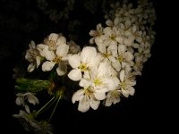 DSC08640a.jpg