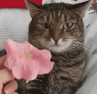 g-22.gif