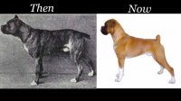 dog-breeds-now-and-then_fe.jpg