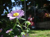flower.jpg