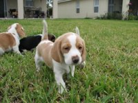 beagle-puppy-litter-puppies-1321037179.jpg
