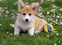 Dogs12.jpg