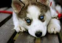 Dogs-beautiful-nature-23423434-838-589.jpg
