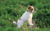 dogs-dogs-hd-lwp-2-6-s-307x512.jpg
