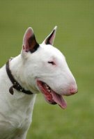 65519-250x369-Bull_Terrier.jpg