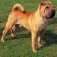 Chinese-Shar-Pei-18.jpg