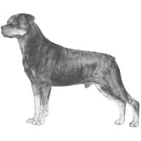 Rottweilerg6.jpg
