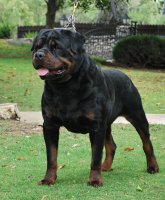 rottweiler-dog.jpg
