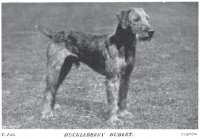 1908_Airedale_Hubert.jpg