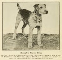 1919_Airedale_CHMasterBriar.jpg