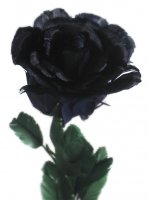 black rose.jpg