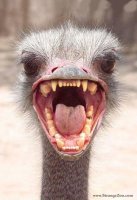 BigMouth.jpg