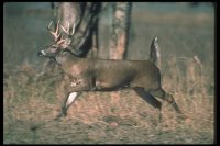 White-Tailed%20Deer%20104024.jpg