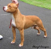 american pit bull terrier1.jpg