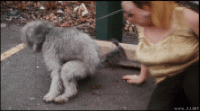 wJWNf.gif