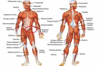 Muscles-in-human-body-images.jpg