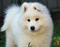 Sibirski-samojed.jpeg