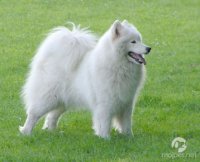 samojed01.jpg