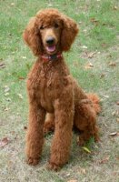 hair length for griffin2.JPG