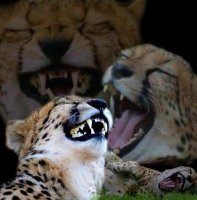 Laughing cheetah.jpg