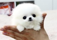 Pomeranian-puppies.jpg