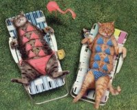 CATS-BATHING-SUITS.jpg