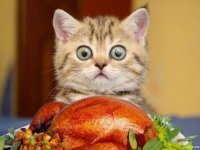 thanksgiving-cats-turkey-kitten-stuffing-lolcat.jpg