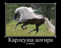 karleusa.jpg