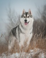 Siberian-husky.jpg