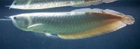 arowana-silver-species.jpg