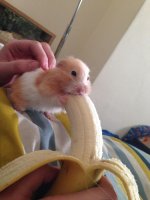 Just-Hamster-eating-a-bit-of-banana.jpg