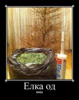 elka-1.jpg