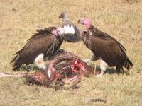 masai-mara-national-park-scavengers-large-msg-115779180761.jpg