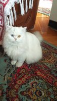 IMG_20170108_130045_HHT.jpg