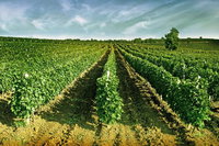 Slika za pesna ''Grozje''.jpg