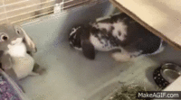 w7aClc.gif