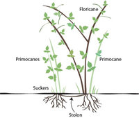 raspberry-diagram.jpg